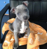 Photo №1. american pit bull terrier - for sale in the city of Echuca | 317$ | Announcement № 71697