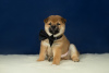 Photo №2 to announcement № 45760 for the sale of shiba inu - buy in Russian Federation from nursery