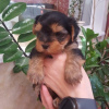 Photo №1. yorkshire terrier - for sale in the city of Crimea | 2000$ | Announcement № 9842