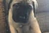 Photo №1. english mastiff - for sale in the city of Berlin | Is free | Announcement № 126978