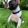 Photo №3. Puppies of French Bulldog Kennel Club. Sweden