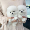 Photo №1. pomeranian - for sale in the city of Helsinki | 528$ | Announcement № 70830