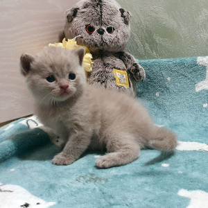 Photo №1. british shorthair - for sale in the city of St. Petersburg | 238$ | Announcement № 5015