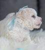 Additional photos: Bichon Friesian puppies