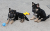 Photo №4. I will sell german shepherd in the city of Nice. from nursery - price - 740$