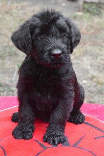 Photo №2 to announcement № 3520 for the sale of giant schnauzer - buy in Ukraine breeder