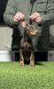 Additional photos: Doberman puppies