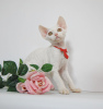 Photo №2 to announcement № 44549 for the sale of devon rex - buy in Russian Federation breeder