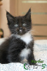 Photo №1. maine coon - for sale in the city of St. Petersburg | 15600$ | Announcement № 26752