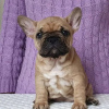 Additional photos: french bulldog puppy