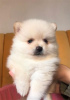 Photo №1. pomeranian - for sale in the city of Denniston | negotiated | Announcement № 125459