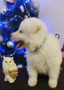 Photo №2 to announcement № 84436 for the sale of berger blanc suisse - buy in Serbia breeder