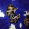 Photo №4. I will sell yorkshire terrier in the city of Minsk. breeder - price - 600$