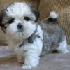 Photo №1. shih tzu - for sale in the city of Фокино | 317$ | Announcement № 111503