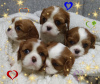 Photo №2 to announcement № 36948 for the sale of cavalier king charles spaniel - buy in Belarus breeder