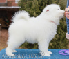 Photo №2 to announcement № 8239 for the sale of samoyed dog - buy in Russian Federation from nursery