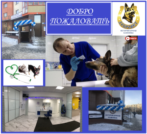 Photo №2. Veterinarian Services in Russian Federation. Price - negotiated. Announcement № 5821