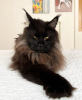 Photo №1. maine coon - for sale in the city of Berlin | 845$ | Announcement № 104581