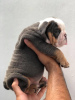 Photo №2 to announcement № 111738 for the sale of english bulldog - buy in Finland private announcement, breeder