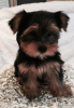 Photo №1. yorkshire terrier - for sale in the city of Strasbourg | negotiated | Announcement № 10211