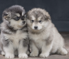 Photo №1. alaskan malamute - for sale in the city of Prague | negotiated | Announcement № 96392