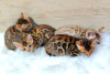 Photo №4. I will sell bengal cat in the city of Москва. private announcement - price - negotiated