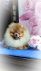 Photo №2 to announcement № 99173 for the sale of pomeranian - buy in Belarus breeder