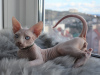Photo №4. I will sell sphynx cat in the city of Simferopol. from nursery - price - 473$
