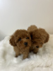 Photo №2 to announcement № 64329 for the sale of poodle (toy) - buy in Poland breeder