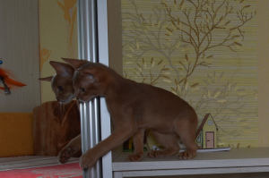 Photo №4. I will sell abyssinian cat in the city of Grodno. private announcement, from nursery, breeder - price - 615$