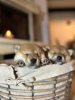 Additional photos: Shiba Inu puppies