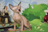 Photo №4. I will sell sphynx-katze in the city of Нешер. from nursery - price - negotiated