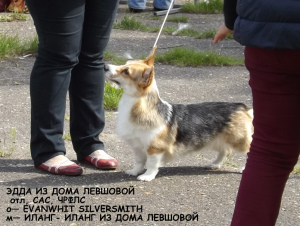 Photo №4. I will sell welsh corgi in the city of Tver. from nursery - price - 785$