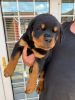 Photo №3. Awesome Rottweiler Puppies. United Kingdom