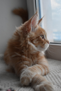 Photo №3. Maine Coon kittens from monobreed cattery. Russian Federation