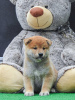 Photo №4. I will sell shiba inu in the city of Zrenjanin. breeder - price - negotiated