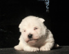 Photo №2 to announcement № 70811 for the sale of west highland white terrier - buy in Russian Federation private announcement, from nursery, breeder