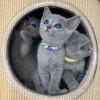 Photo №1. russian blue - for sale in the city of Амстердам | 1$ | Announcement № 75731