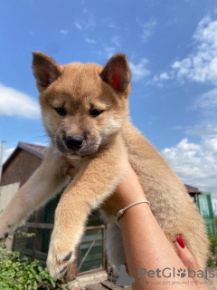 Photo №1. shiba inu - for sale in the city of Chelyabinsk | 958$ | Announcement № 7400