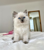 Photo №1. ragdoll - for sale in the city of New York | 400$ | Announcement № 102887