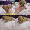 Photo №1. chihuahua - for sale in the city of Москва | Is free | Announcement № 17832