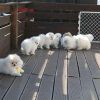 Photo №1. pomeranian - for sale in the city of Kiev | 3$ | Announcement № 122574