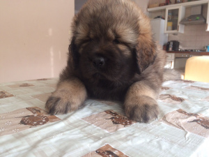Additional photos: We sell puppies of the Tibetan mastiff.