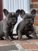 Photo №1. french bulldog - for sale in the city of Chemnitz | Is free | Announcement № 123912