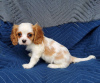 Photo №1. cavalier king charles spaniel - for sale in the city of Афины | 264$ | Announcement № 98639