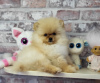 Photo №3. Pomeranian miniature spitz. Belarus