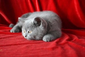 Photo №1. american bobtail - for sale in the city of Минск | Negotiated | Announcement № 4522