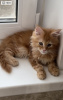 Photo №4. I will sell maine coon in the city of Москва. from nursery, breeder - price - negotiated