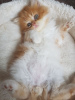 Photo №1. persian cat - for sale in the city of Berlin | 317$ | Announcement № 70415