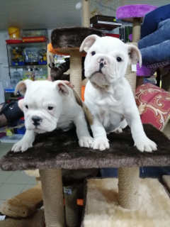 Photo №2 to announcement № 4261 for the sale of english bulldog - buy in Belarus private announcement